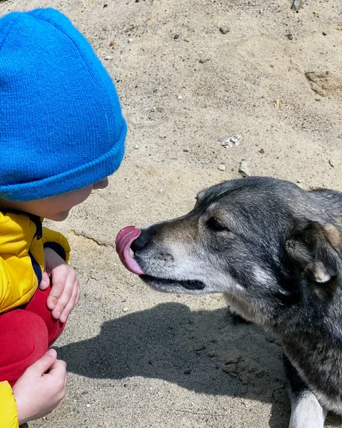 Evsiz köpek bir çocuğun kokusunu alır. Çocuk doğada hayvanla oynuyor. Yakın plan..