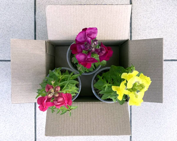 Karton bir kutuda çiçekler, bahçeyi dikmek, çiçek fideleri satmak. Seedlings bahçe bitkileri.