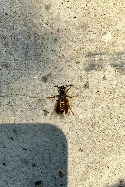 Close Yellowjacket Sitting Concrete Wall Introduced Species North America Also — Stock Photo, Image