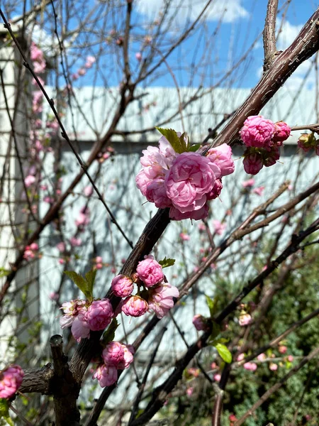 Veel Bloeiende Roze Bloemen Kersenboomtakken Sakura Bloem Kersenbloesem Close Foto — Stockfoto