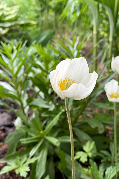 White Wood Aenome Flower Bloom Nahaufnahme Einer Blume — Stockfoto