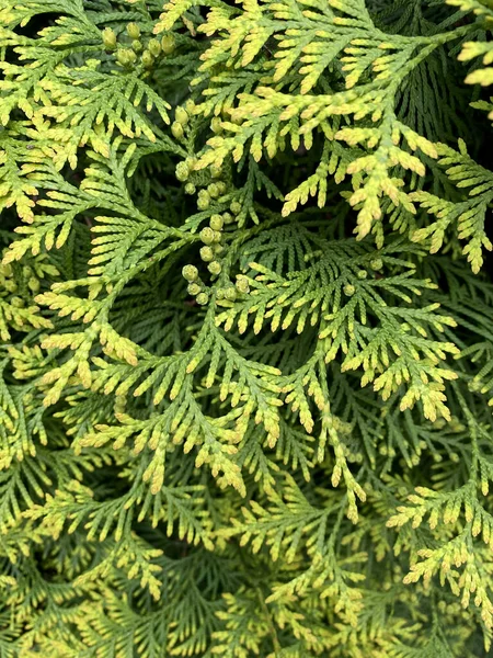 Closeup Beautiful Green Leaves Thuja Trees Thuja Occidentalis Evergreen Coniferous — Stock Photo, Image