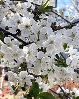 Çiyli beyaz çiçekli bahar kiraz dalları. Güzel vişne rengi yakın plan..