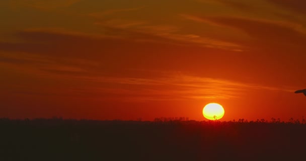 Um rapaz corre pelo campo com um avião na mão. O sol está se pondo abaixo do horizonte. 4K — Vídeo de Stock