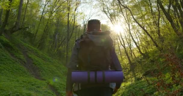 Tirer par derrière. Il marche dans la forêt. 4K — Video