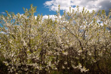 Arka planda beyaz elma çiçekleri beyaz bulutlu mavi gökyüzü