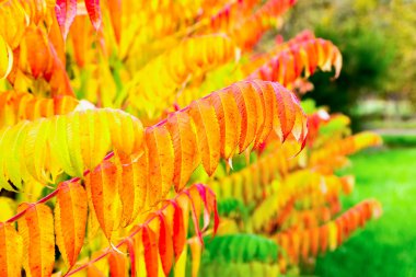 Colorful tree leaves in autumn season outdoors clipart