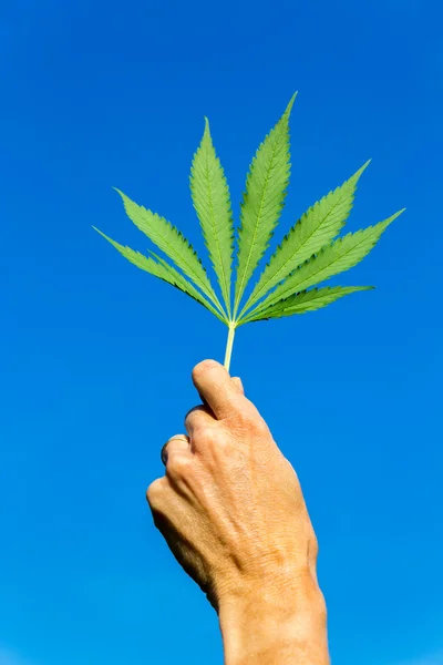 Hand holding green hemp leaf in blue sky — Stock Photo, Image