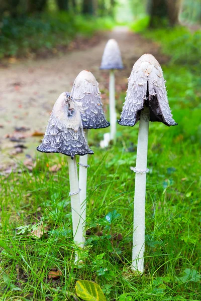 Pilze in der Nähe von Waldweg im Herbst — Stockfoto