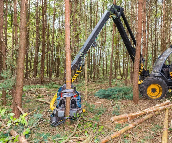 Maskinen sågning tallarna i skogen — Stockfoto