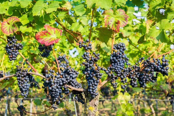 Hanging blue grape bunches in vineyard — Stock Photo, Image
