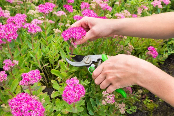 Two arms cutting flower with pruning shears — Stock Photo, Image