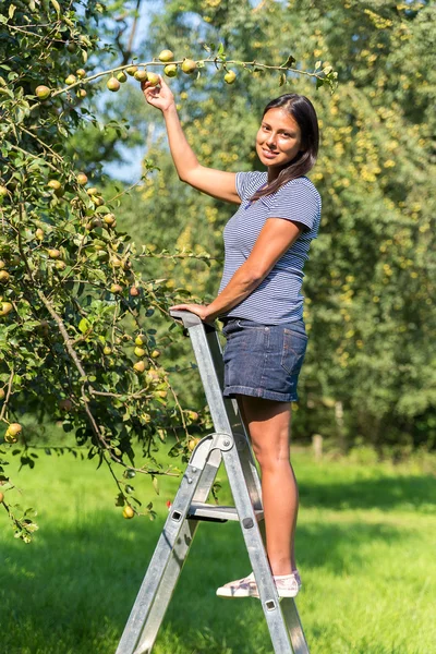 Donna sulla scala raccogliendo pere nel frutteto — Foto Stock