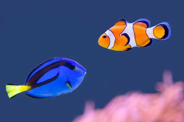 Paleta surgeonfish a klaun ryby plavat spolu — Stock fotografie