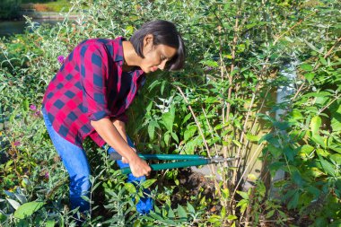 Kadın budama makası lopping ile çalı buddleja