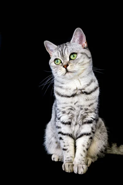 Adulto británico pelo corto gato en negro fondo —  Fotos de Stock