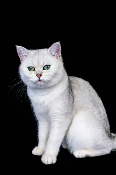 Preto prata sombreado britânico gato cabelo curto — Fotografia de Stock