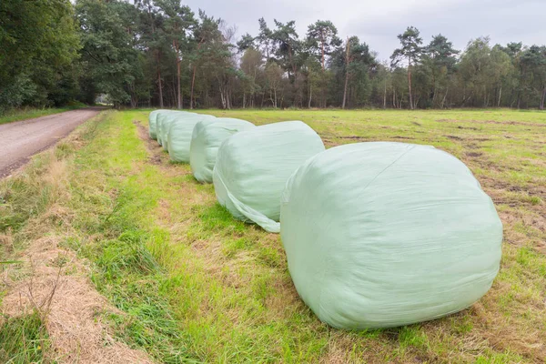 Grupo de fardos de feno plastificados em fileira — Fotografia de Stock