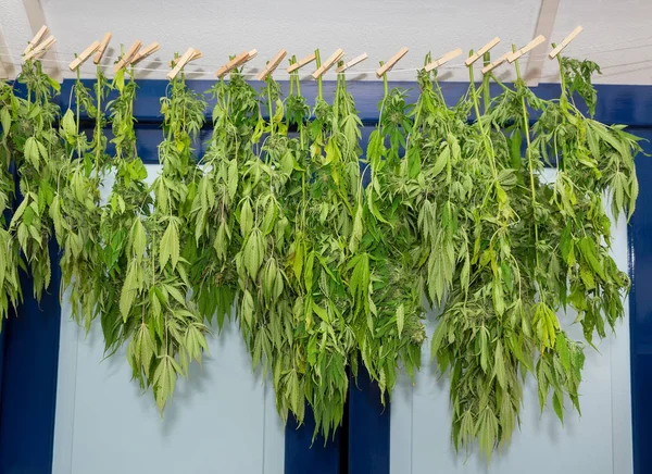洗浄乾燥大麻植物とライン — ストック写真