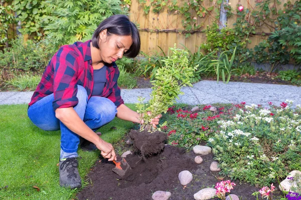 Young woman planting basil plant in garden soil — Stock Photo, Image