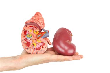 Flat hand showing model human kidney clipart