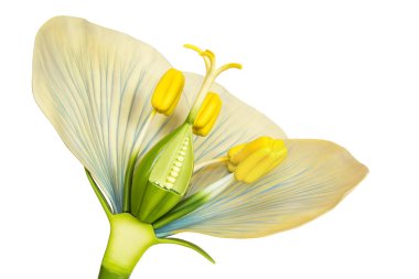 Model of flower with stamens and pistils on white clipart