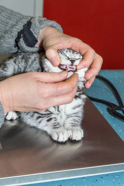 Dental kontroll av ung katt av veterinär — Stockfoto