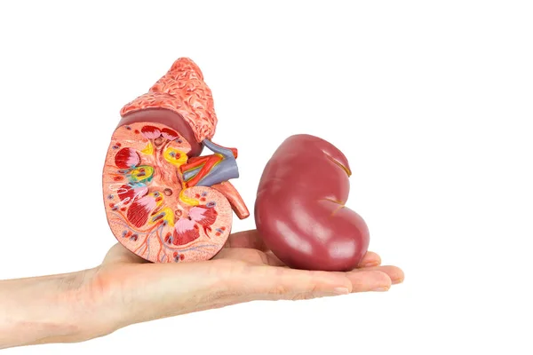 Flat hand showing model human kidney — Stock Photo, Image