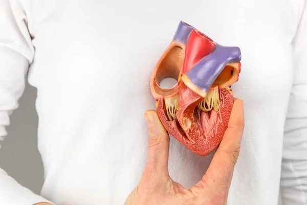 Mão segurando modelo de coração na frente do peito — Fotografia de Stock