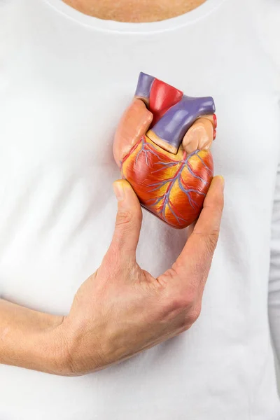 Hand holding model heart on chest — Stock Photo, Image