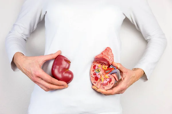 Handen met model van menselijke nieren orgel op lichaam — Stockfoto
