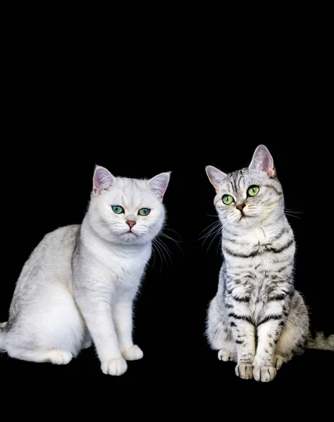 Dwa koty brytyjskie krótkie włosy na czarnym tle — Zdjęcie stockowe