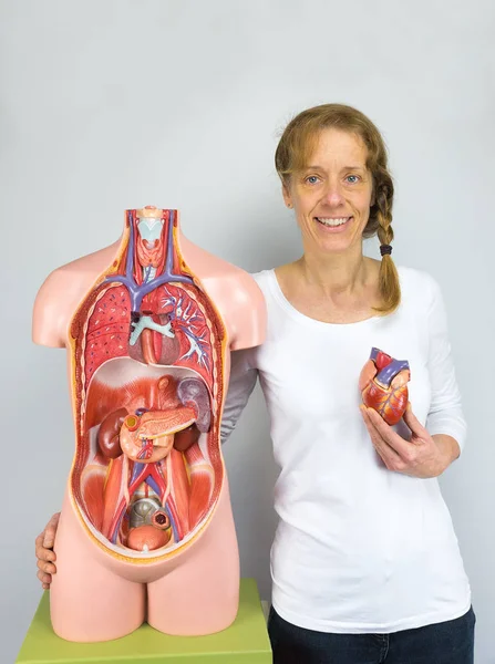 Woman showing heart model and torso — Stock Photo, Image