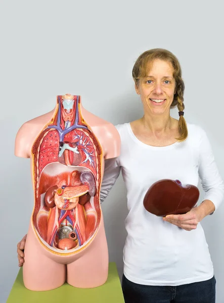 Mujer sosteniendo hígado en el cuerpo cerca del torso —  Fotos de Stock