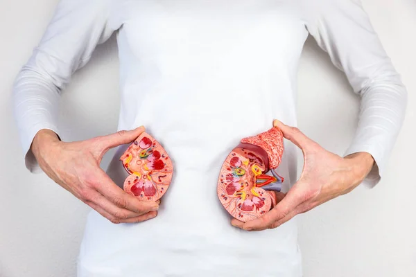 Woman holding model kidney halves at body — Stock Photo, Image