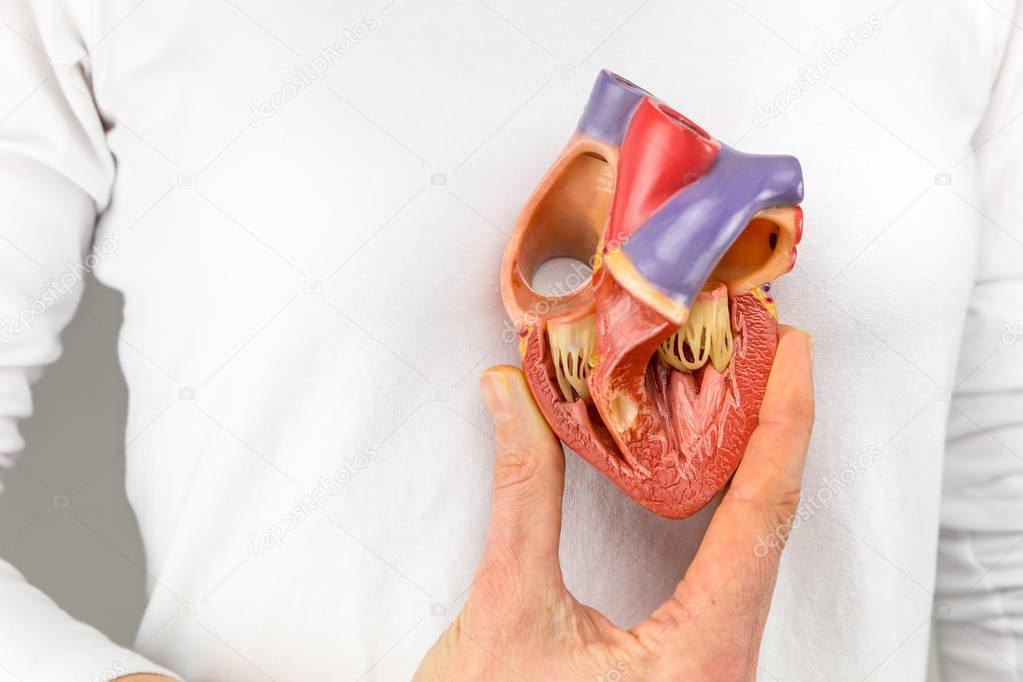 Hand holding heart model in front of chest