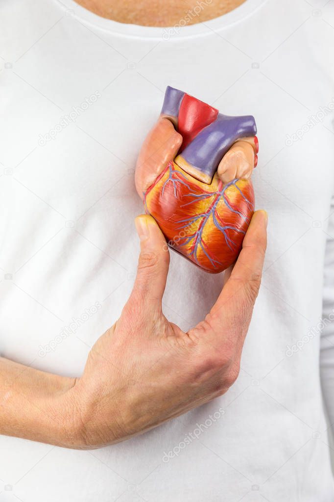 Hand holding model heart on chest