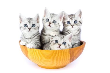 Ahşap kase beyaz üzerine oturan dört genç kedi