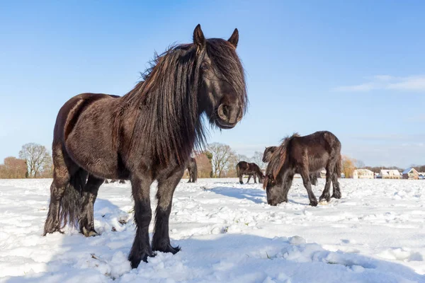 Black frisian horses in winter snow — Stock Photo, Image