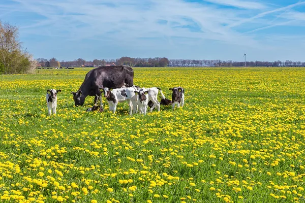 牛小牛的母牛放牧在草甸与蒲公英 — 图库照片