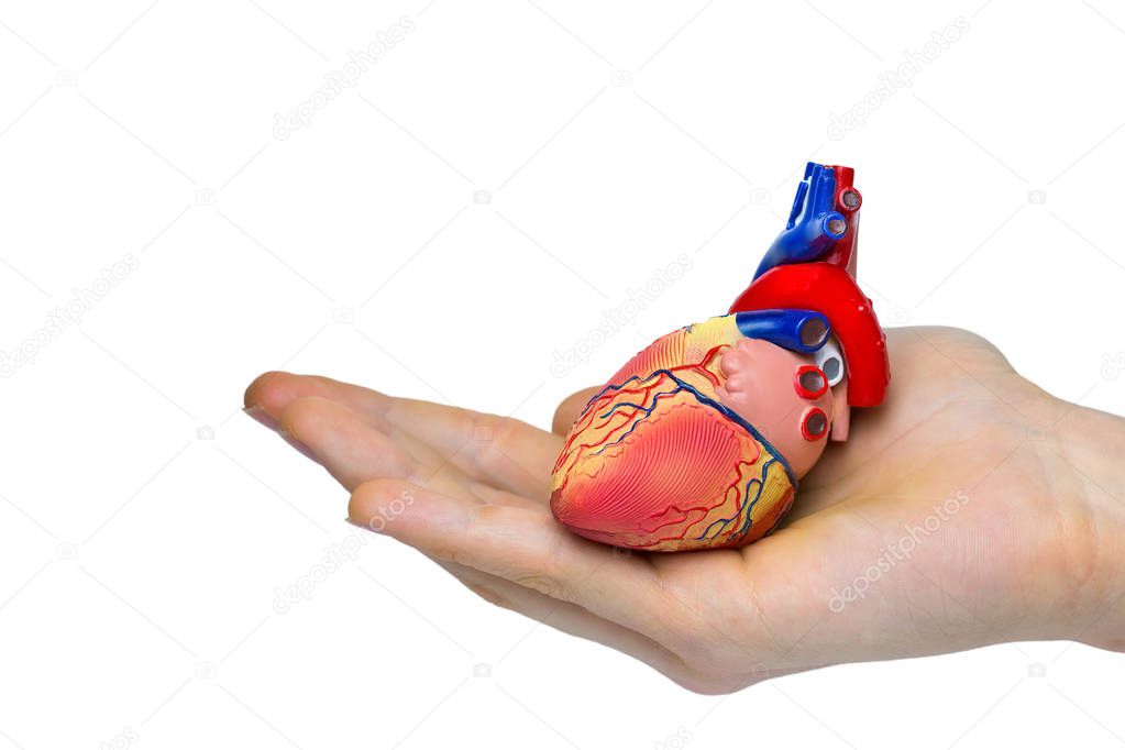 Artificial human heart model on hand 