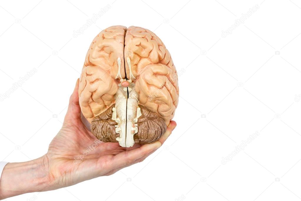 Hand holds model human brain on white background