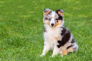 Çimenlerin üzerinde oturan bir genç sığınak köpek