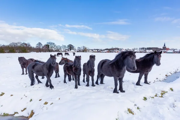 Herde schwarzer Friesenpferde im Winterschnee — Stockfoto