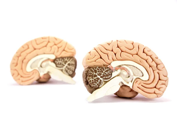 Modelo de cerebro humano aislado sobre fondo blanco —  Fotos de Stock