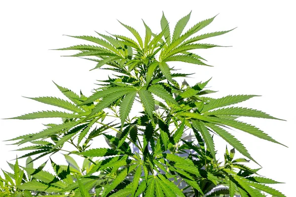 白い背景に隔離された麻の植物 — ストック写真