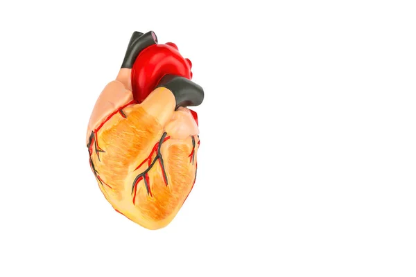 Human heart model on white background — Stock Photo, Image