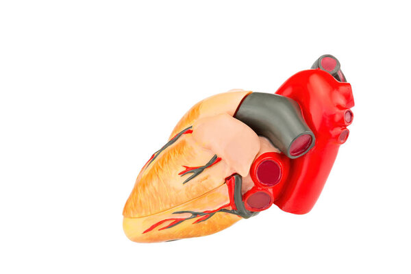Human heart model isolated on white background