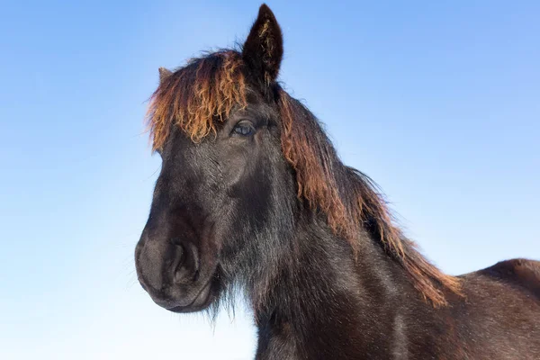 Portrait head of black Frisian horse — Stock Photo, Image