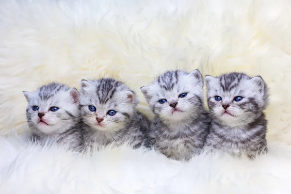 Nest with four young tabby cats in a row